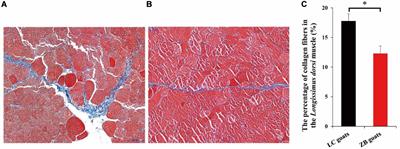 Comparative Transcriptome Profile Analysis of Longissimus dorsi Muscle Tissues From Two Goat Breeds With Different Meat Production Performance Using RNA-Seq